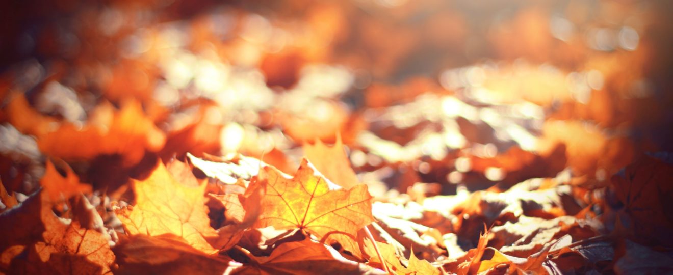 Gorgeous brown fall leaves illustrating the beauty of fall.