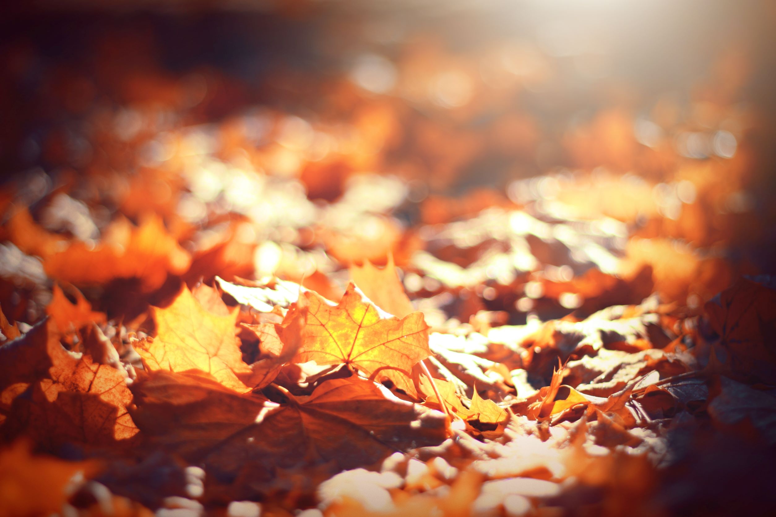 Hojas de otoño ilustrando la belleza de esta estacion
